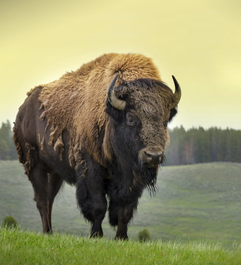 American Buffalo (Bison) standing proudly on grassy plains with shaggy mane and strong hump
