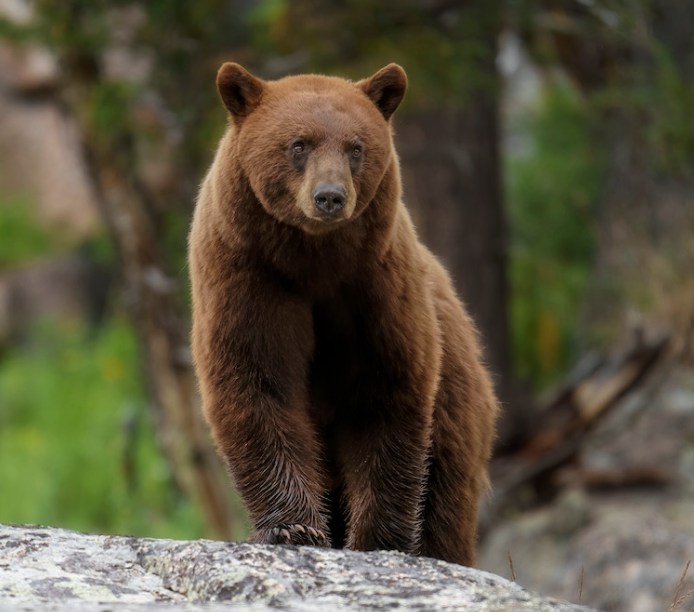 North American Brown Bear standing on rocky riverbank with shaggy brown fur
